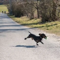 Zapatos Para Perros S & P Boots -Gatos Perros Suministros Tienda 52149 hundeschuhe xs fg 0890 4