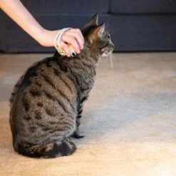 Kooa Cepillo Masajeador Para Gatos 23 Kooa Cepillo Masajeador Para Gatos -Gatos Perros Suministros Tienda 62207 21 kooa haustierbuerste hpc2208 1000x 5