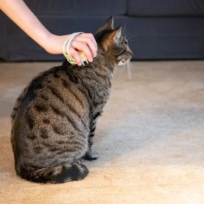 Kooa Cepillo Masajeador Para Gatos 12 Kooa Cepillo Masajeador Para Gatos - Imagen 10