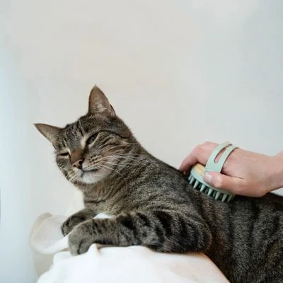 Kooa Cepillo Masajeador Para Gatos 9 Kooa Cepillo Masajeador Para Gatos - Imagen 7