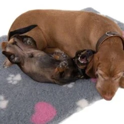 Manta Térmica Isobed Para Perros -Gatos Perros Suministros Tienda 65084 isobed zooplus dsc3141 2