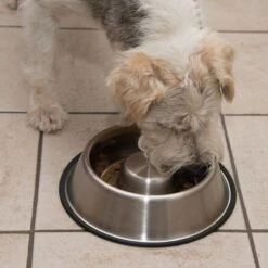 Comedero Antivoracidad De Acero Para Perros -Gatos Perros Suministros Tienda 66523 antischlingnapf fg 0988 4