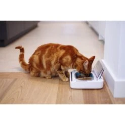 Comedero Hermético SureFeed 15 Comedero Hermético SureFeed -Gatos Perros Suministros Tienda 69308 pla 5 luftdichte futt 5