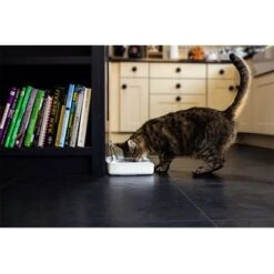 Comedero Hermético SureFeed 20 Comedero Hermético SureFeed -Gatos Perros Suministros Tienda 69308 pla 7 luftdichte futt 5