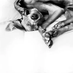 Difusor ADAPTIL® Calm Para Perros -Gatos Perros Suministros Tienda 73499 adaptiltransportspray hs 08 3