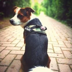 Julius K9 Arnés Julius-K9 IDC®-Power Camuflaje Para Perros -Gatos Perros Suministros Tienda 73991 julius k9 idc powergeschirr camouflage hs6 9