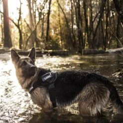 Julius K9 Arnés Julius-K9 IDC®-Power Camuflaje Para Perros -Gatos Perros Suministros Tienda 74075 julius k9 idc powergeschirr camouflage 3 2