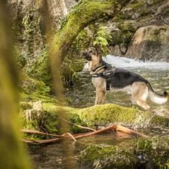 Julius K9 Arnés Julius-K9 IDC®-Power Camuflaje Para Perros -Gatos Perros Suministros Tienda 74075 julius k9 idc powergeschirr camouflage 4 3