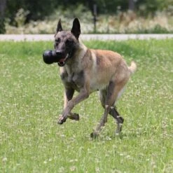 KONG Extreme Juguete Negro Para Perros -Gatos Perros Suministros Tienda 74319 kongextremeschwarz hs 04 9