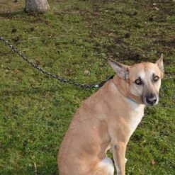 Julius K9 Correa Julius-K9 IDC® Cordino Para Perros -Gatos Perros Suministros Tienda 89141 juliusk9 idcropeleash hs 04 8