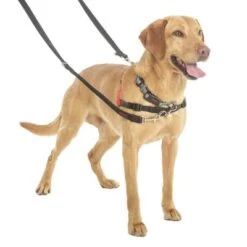 Correa Halti Para El Adiestramiento De Perros -Gatos Perros Suministros Tienda 94508 coa halti trainingsleine hs3 8