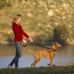 Arnés Antitirones Front Control HALTI Para Perros -Gatos Perros Suministros Tienda 94510 coa halti front controll harness hs 04 7