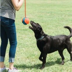 Chuckit! Rope Fetch Pelota Con Cuerda Para Perros 13 Chuckit! Rope Fetch Pelota Con Cuerda Para Perros -Gatos Perros Suministros Tienda 99704 petmate chuckit rope fetch hs 04 5