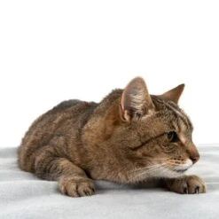 Manta Heim Lavable A Altas Temperaturas Para Mascotas -Gatos Perros Suministros Tienda 99720 kochfeste decke fg 4330 8