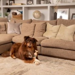 Pet Head Sensitive Soul Champú Para Perros -Gatos Perros Suministros Tienda companyofanimals pethead sensitivesoul set3teilig hs 08 9 1