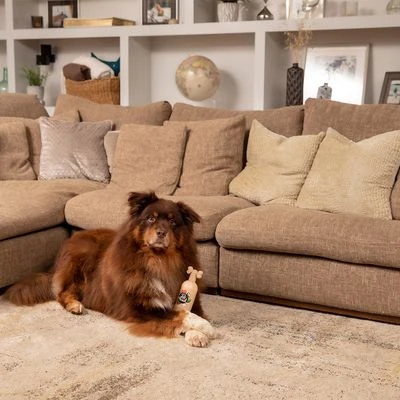 Pet Head Sensitive Soul Champú, Acondicionador Y Spray Para Perros 10 Pet Head Sensitive Soul Champú, Acondicionador Y Spray Para Perros - Imagen 8