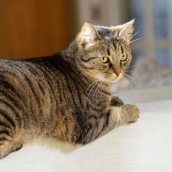 Puerta Extreme Weather Para Mascotas De Petsafe -Gatos Perros Suministros Tienda petsafe hundeklappe extremeweather hs 03 3