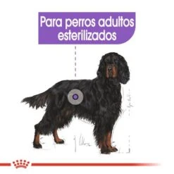 Royal Canin Maxi Adult Sterilised -Gatos Perros Suministros Tienda rc ccn sterilisedmaxi cv eretailkit 2 es es 3