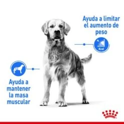 Royal Canin Maxi Light Weight Care -Gatos Perros Suministros Tienda rc spt dry lightweightmaxi cv 1 es es 1 5