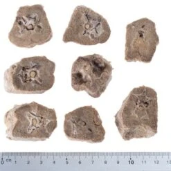 Pack Ahorro 4 X Wolf Of Wilderness RAW Snacks Liofilizados Premium -Gatos Perros Suministros Tienda wow raw duck necks fg 5433 2