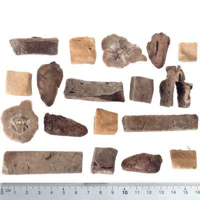 Calendario De Adviento 2023 Para Perros De Wolf Of Wilderness Sin Cereales 7 Calendario De Adviento 2023 Para Perros De Wolf Of Wilderness Sin Cereales - Imagen 5